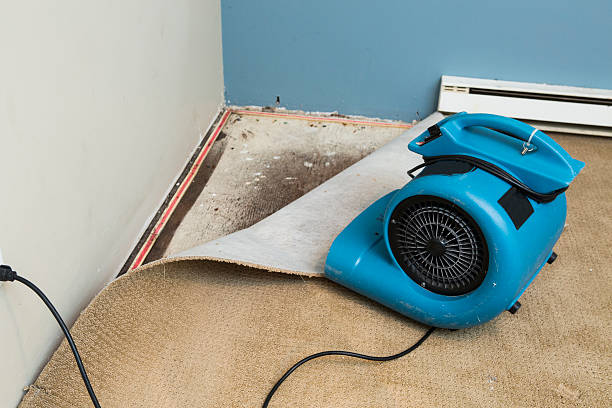 Best Professional water damage repair  in Bertville, AL